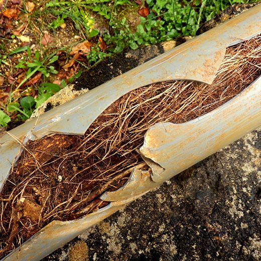 Same Day Drain Sewer & Rooter Pros Across Webster